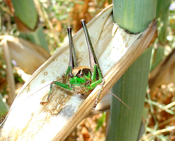 Eupholidoptera chabrieri magnifica